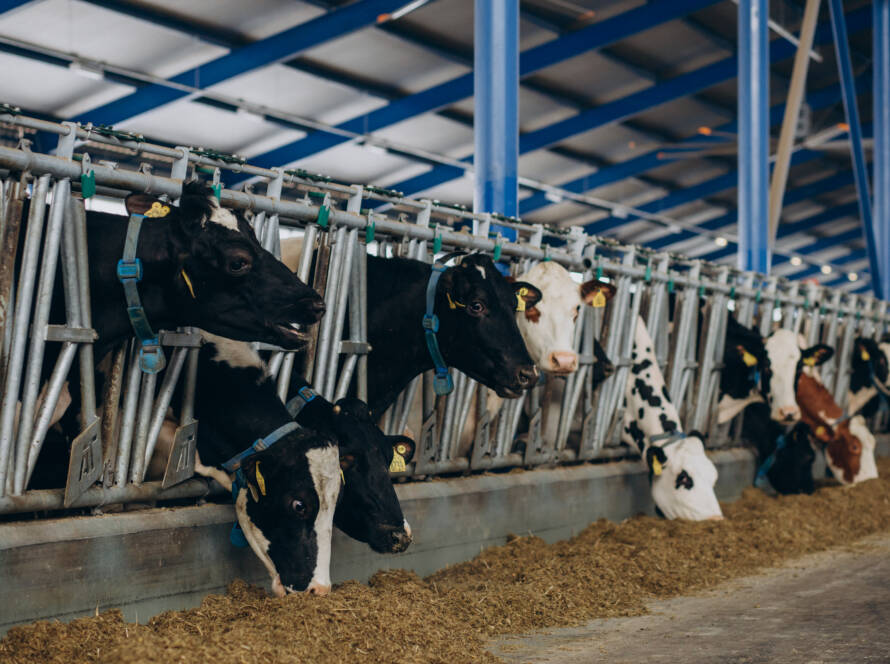 Livestock enclosure mistakes to avoid using quality farm gates, Florida panels, and corral gates and panels.